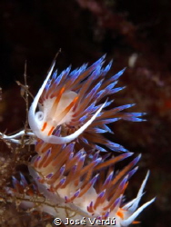 Cratena Peregrina by José Verdú 